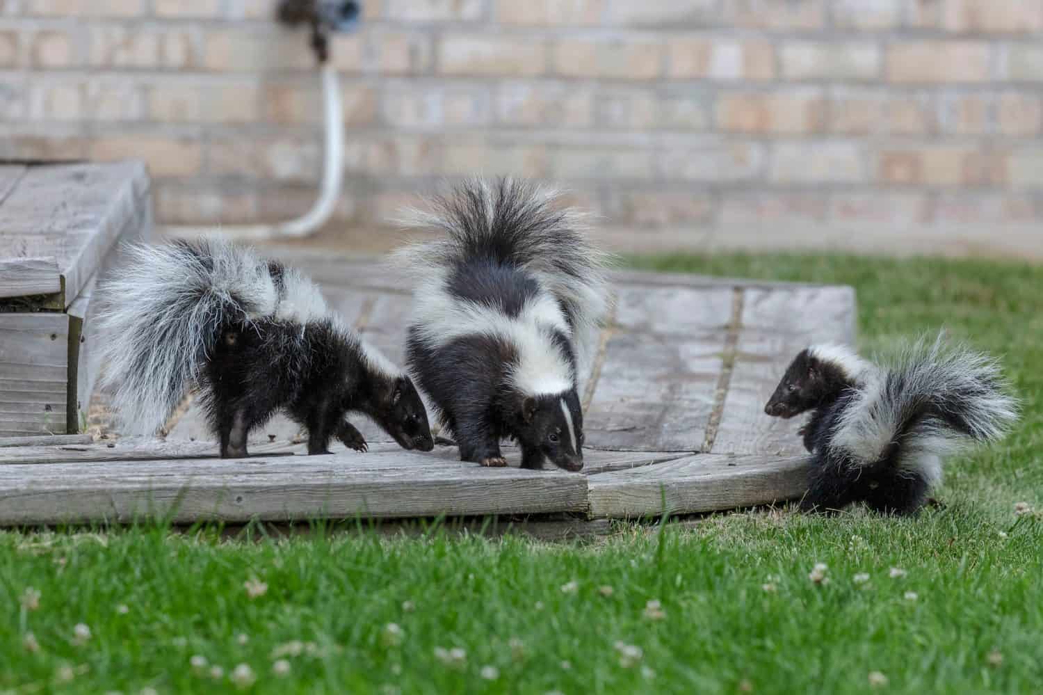 The striped skunk  (Mephitis mephitis) with young's near the human dwelling 