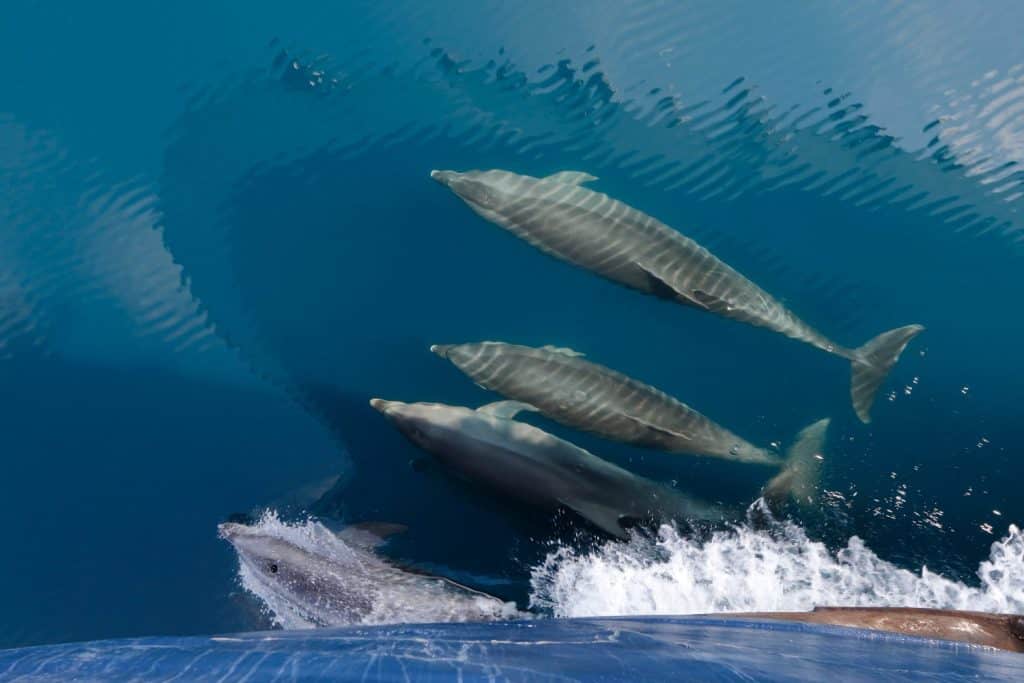 Common Dolphins (Delphinus sp) swimming in the wake of a cruise ship's bow - Galapagos Islands