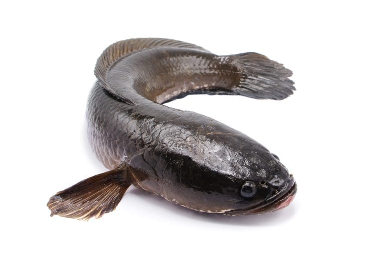 snake head fish isolated on white background.