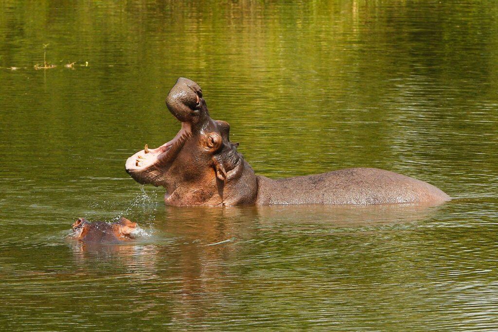 pack of hippopotamus in Colombia