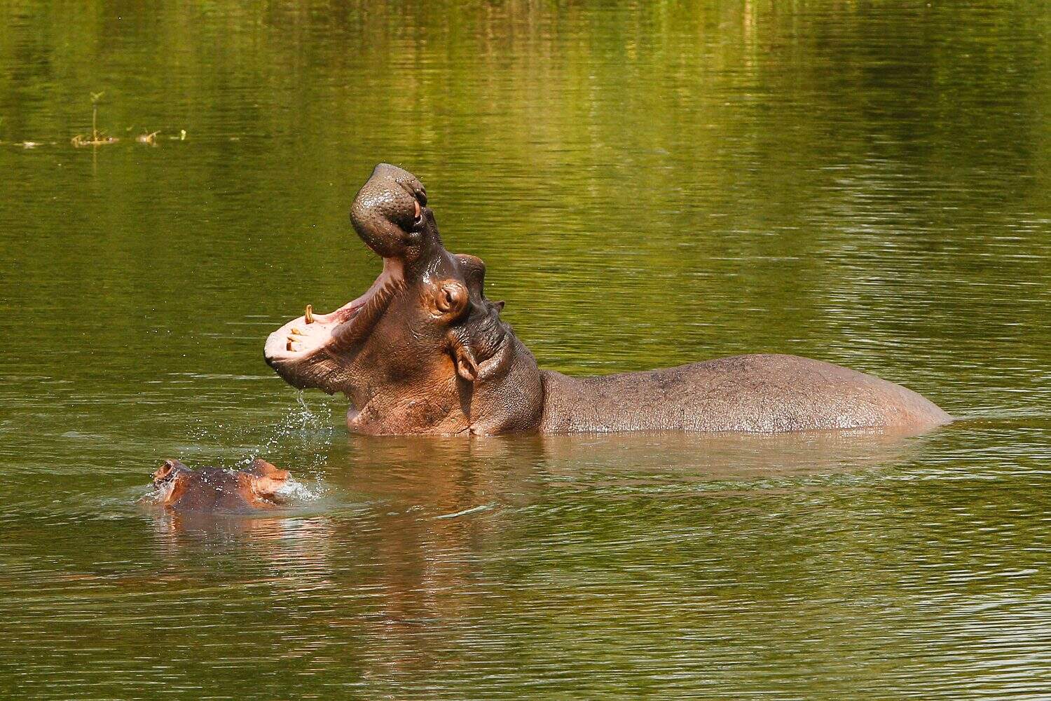 pack of hippopotamus in Colombia