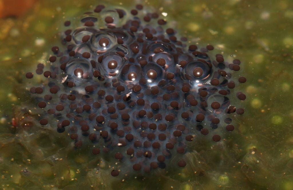 Fresh wood frog (Rana sylvatica; also known as Lithobates sylvaticus) eggs.