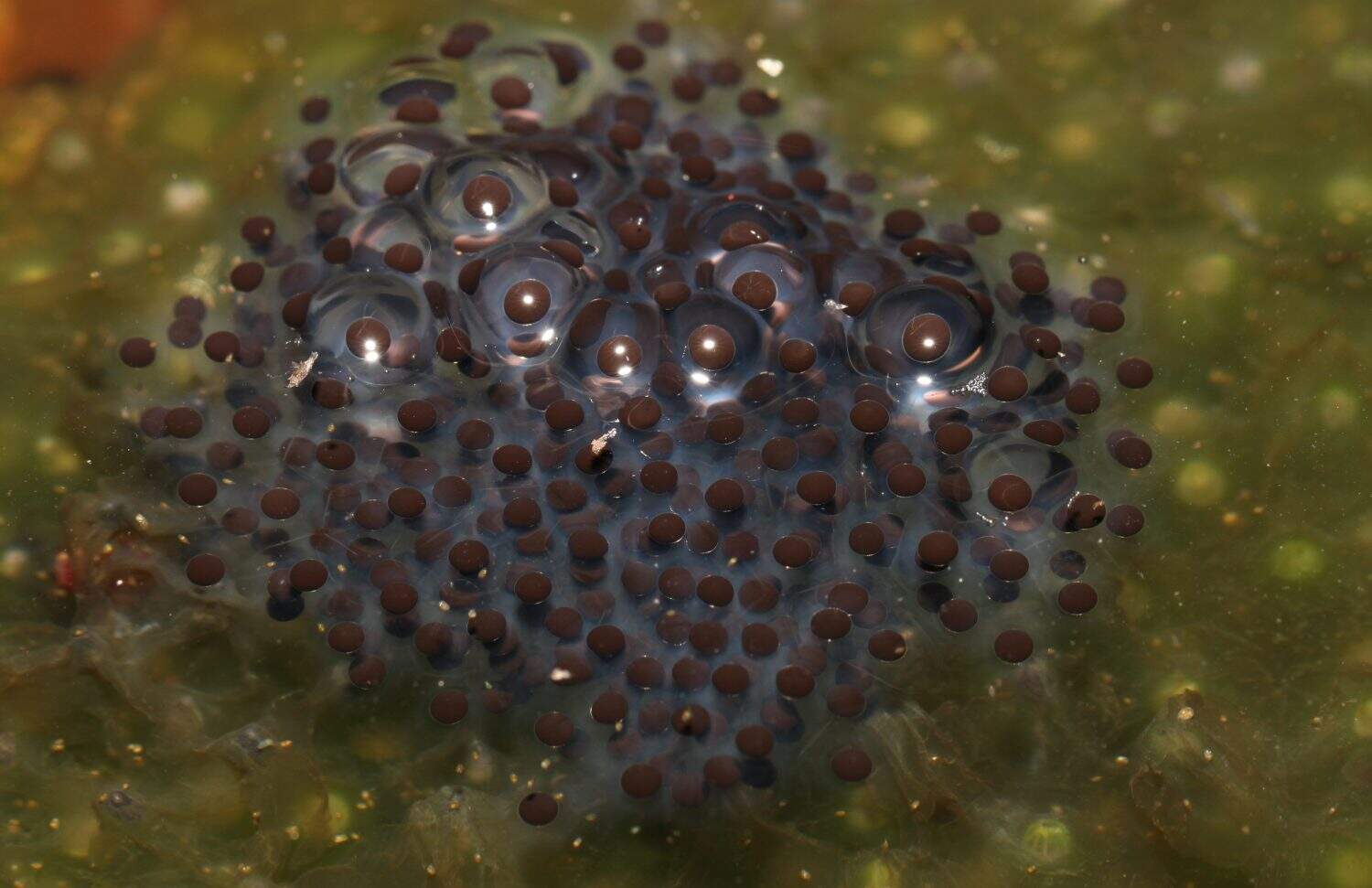 Fresh wood frog (Rana sylvatica; also known as Lithobates sylvaticus) eggs. 