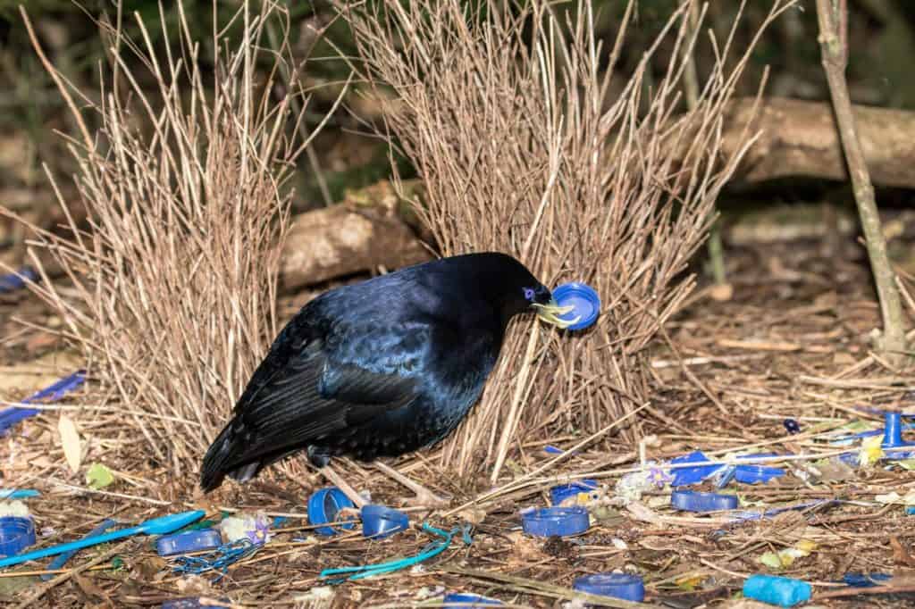 Satin Bowerbird in courtship display by it's Bower