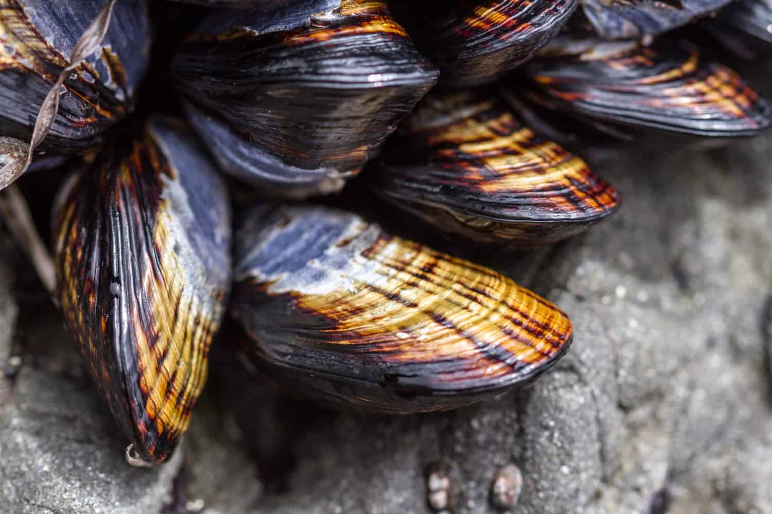 Edible California Mussel (Mytilus californianus) growing on a rock on Westport Beach, California