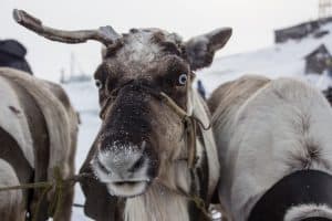 Blue-eyed reindeer is a rare occurrence. Photo taken on Yamal.