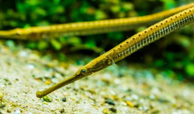closeup of the face of a asian longsnouted river pipefish, tropical fish specie from the rivers of Asia