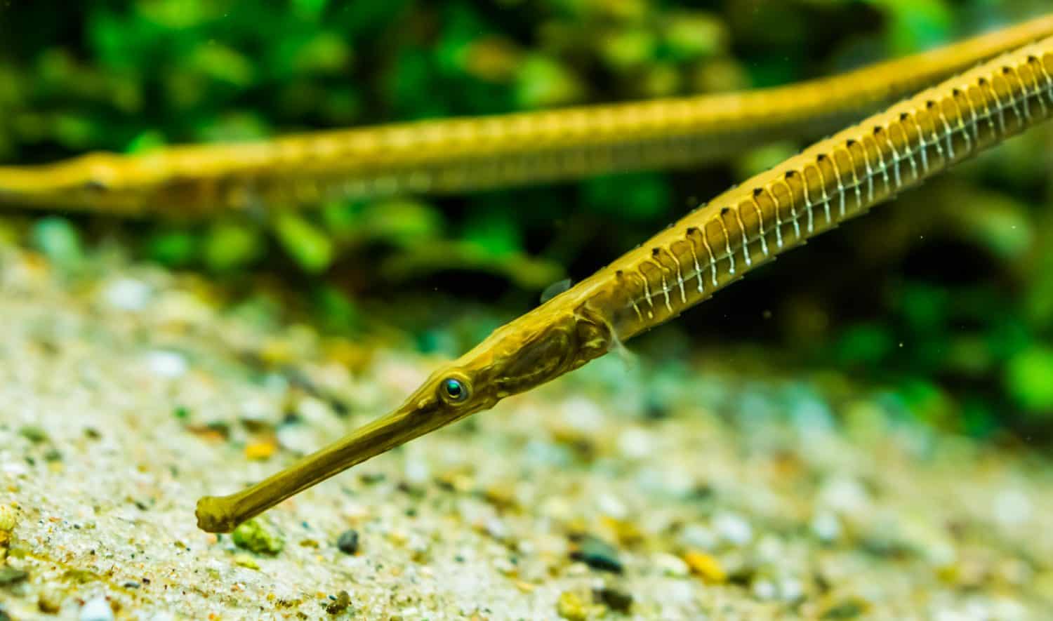 closeup of the face of a asian longsnouted river pipefish, tropical fish specie from the rivers of Asia