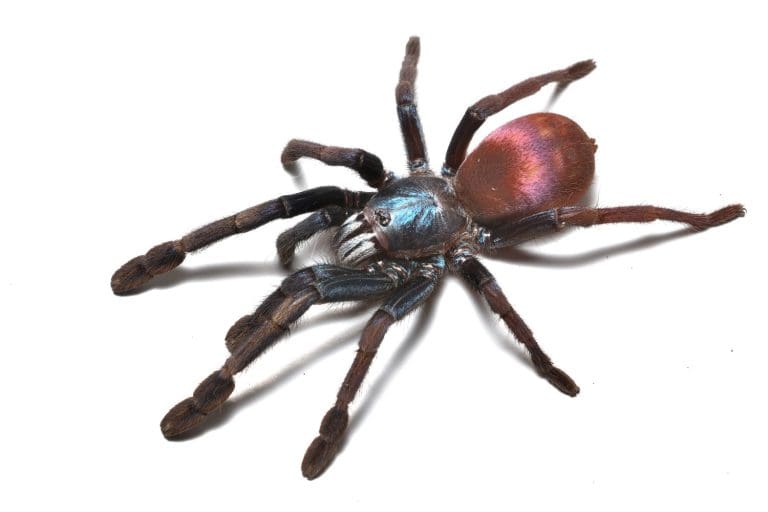 Closeup of psychedelic blue tarantula spider Haploclastus devamatha (Cilantica psychedelicus) from Western Ghats, India