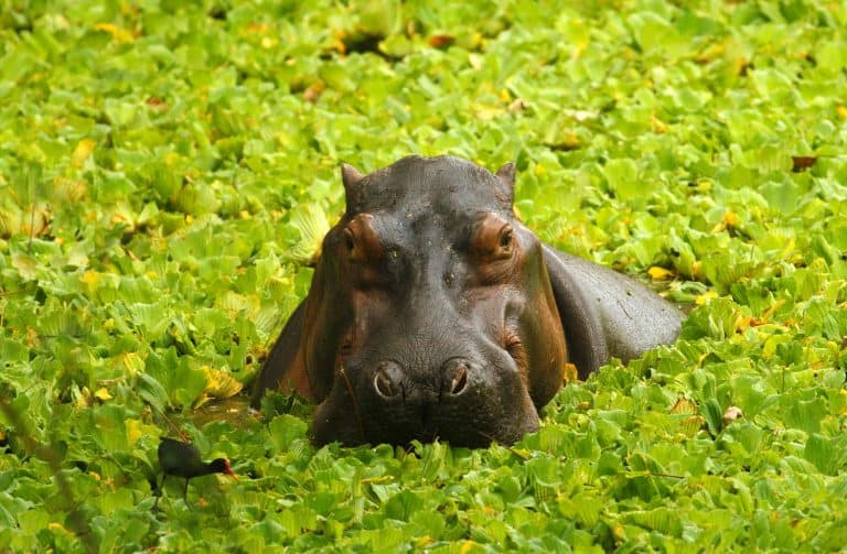Hippos live in the rivers and lakes of Colombia
