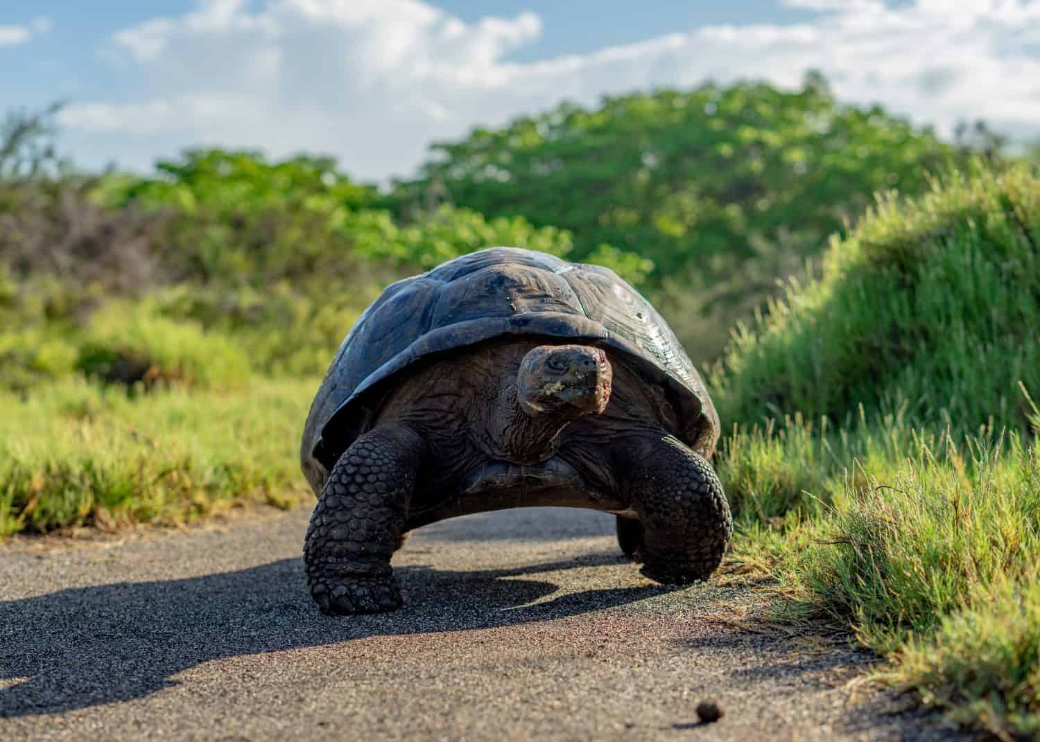 Tortoise walking on path in Galapagos
