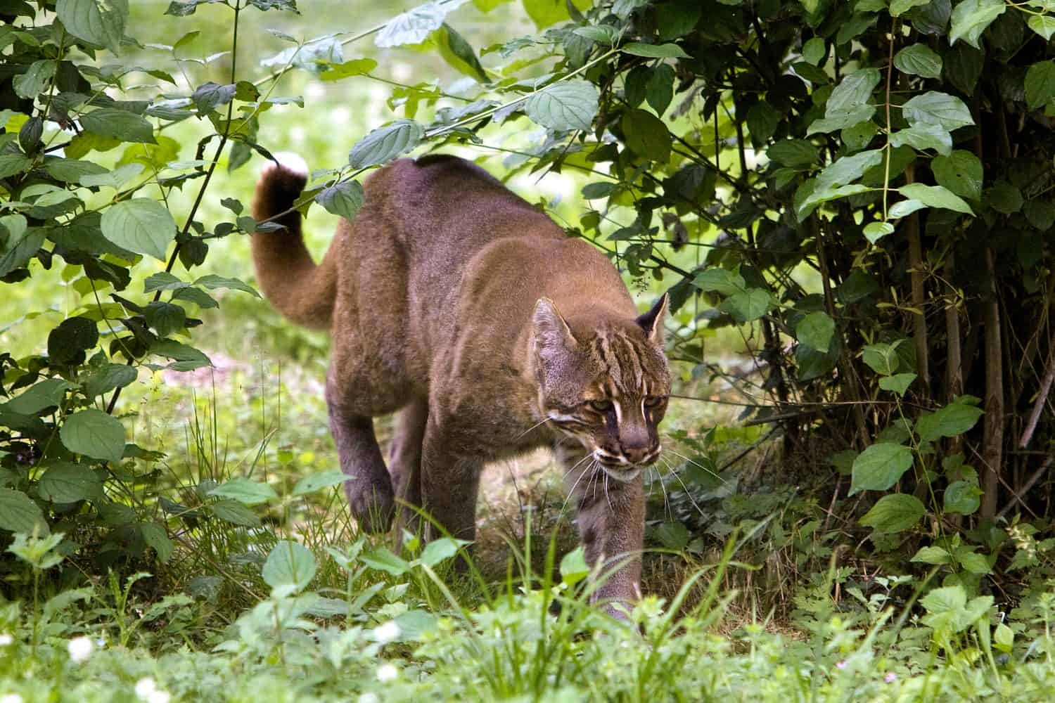 ASIAN GOLDEN CAT OR TEMMINK'S CAT catopuma temmincki  