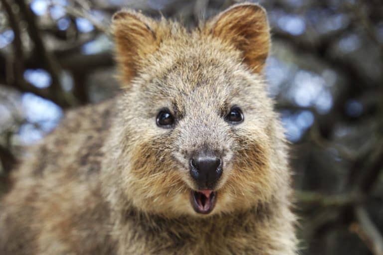 Closeup of a quokka's face