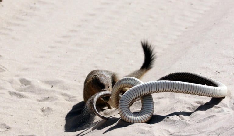 Mongoose and rufous beaked snake fighting for survival in Botswana