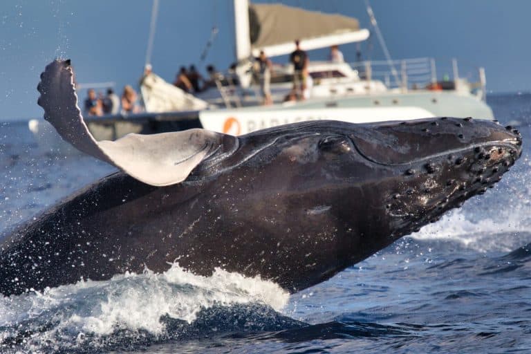 Action packed humpback whale breaching near and in front of a whale watch boat.