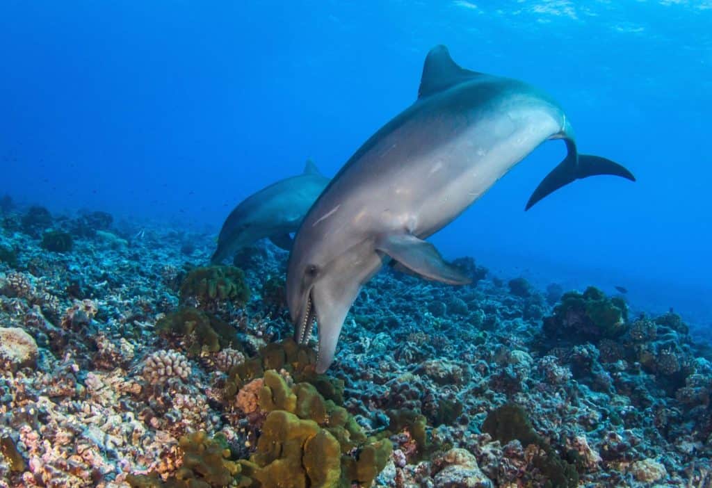 Dolphins playing with sponge, Rangiroa