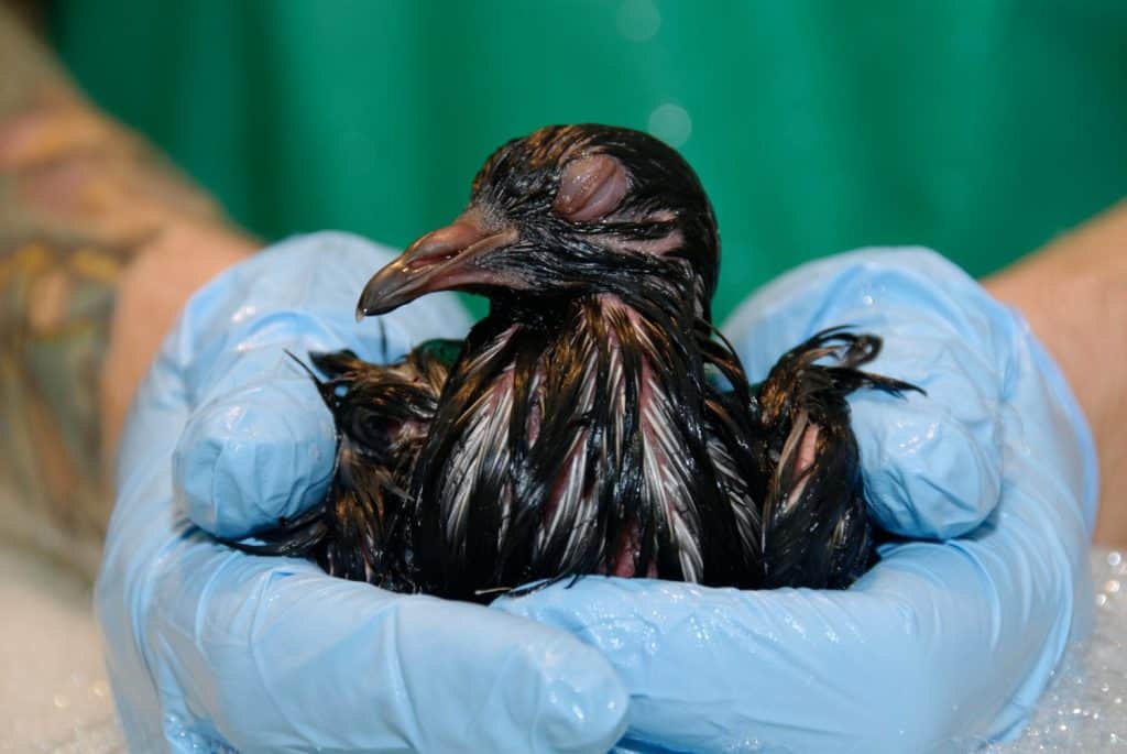 Feral Pigeon covered in oil before cleaning