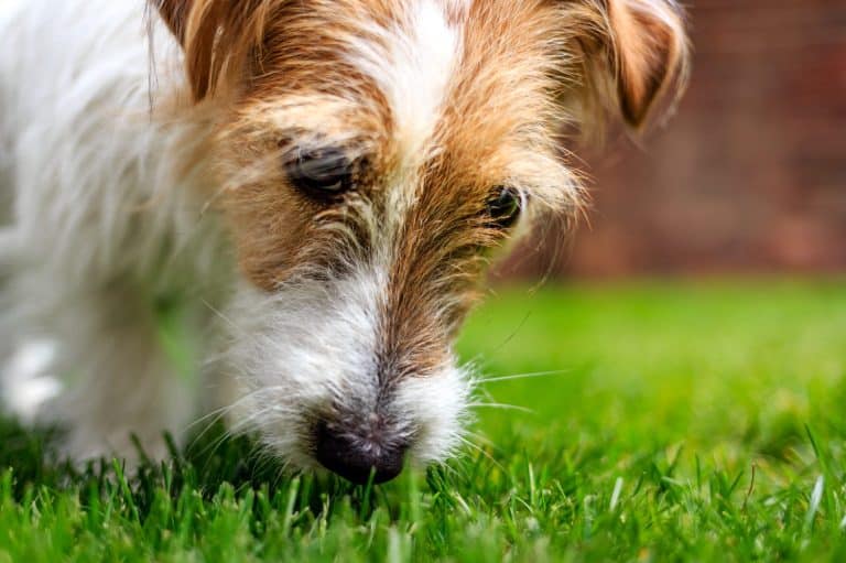 Jack Russell Terrier puppy sniffing the grass in a sunny garden