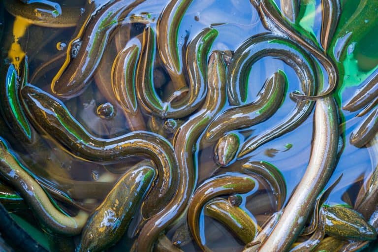 Full frame of Asian Swamp Eel or Monopterus albus, is an air-breathing species of fish in the family Synbranchidae. Photographed at close range in the farms pond ready to harvest.