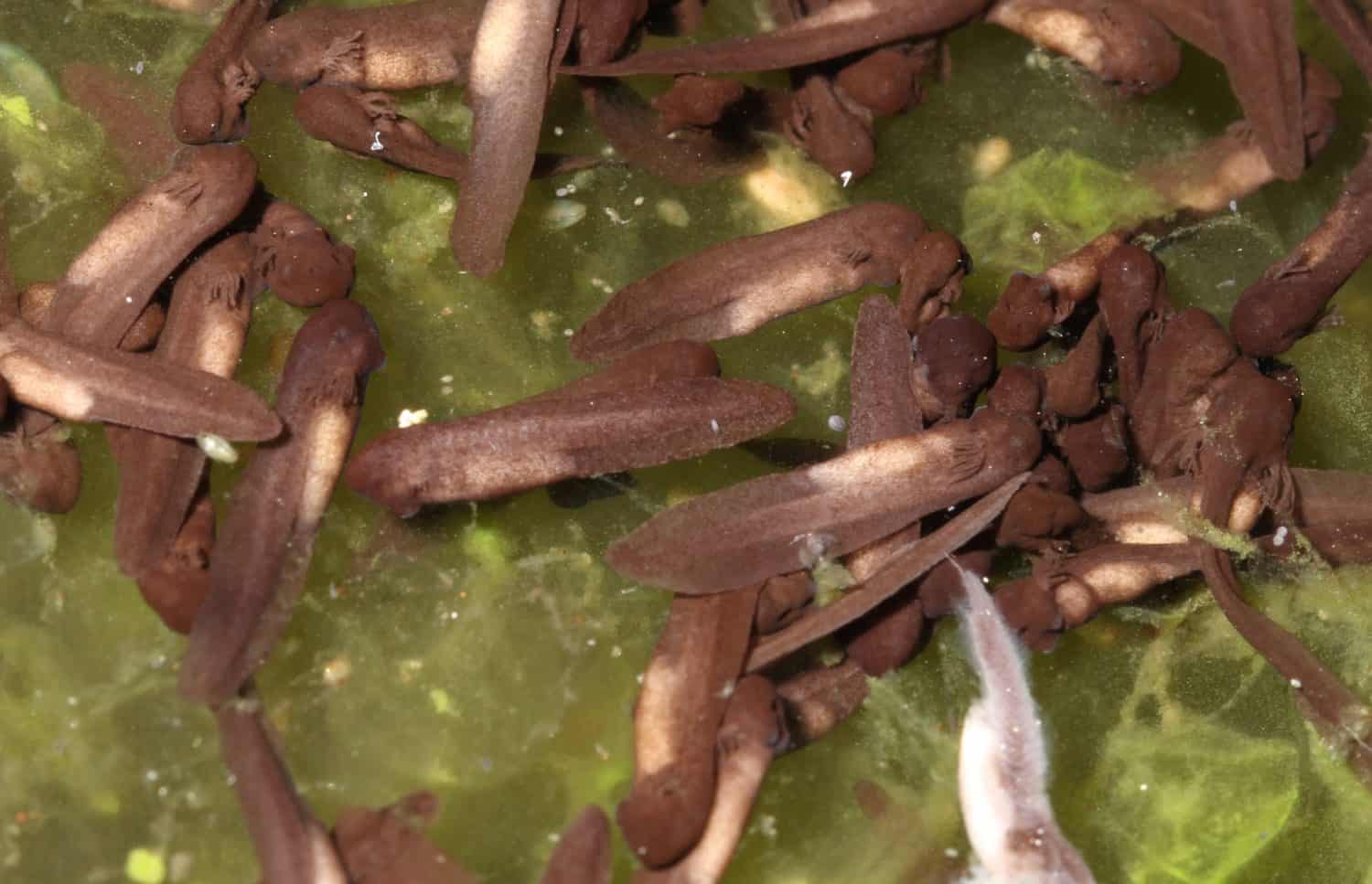 Wood frog (Rana sylvatica / Lithobates sylvaticus) sitting in a group on top of an algae-covered egg jelly. 