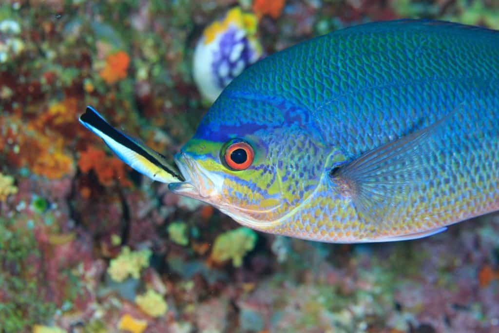 Cleaner wrasse picking parasites of a Fusilier fish. Underwater Macro Image taken scuba diving in Raja Ampat, Indonesia.