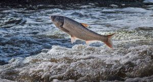 Invasive asian carp jumping out of water