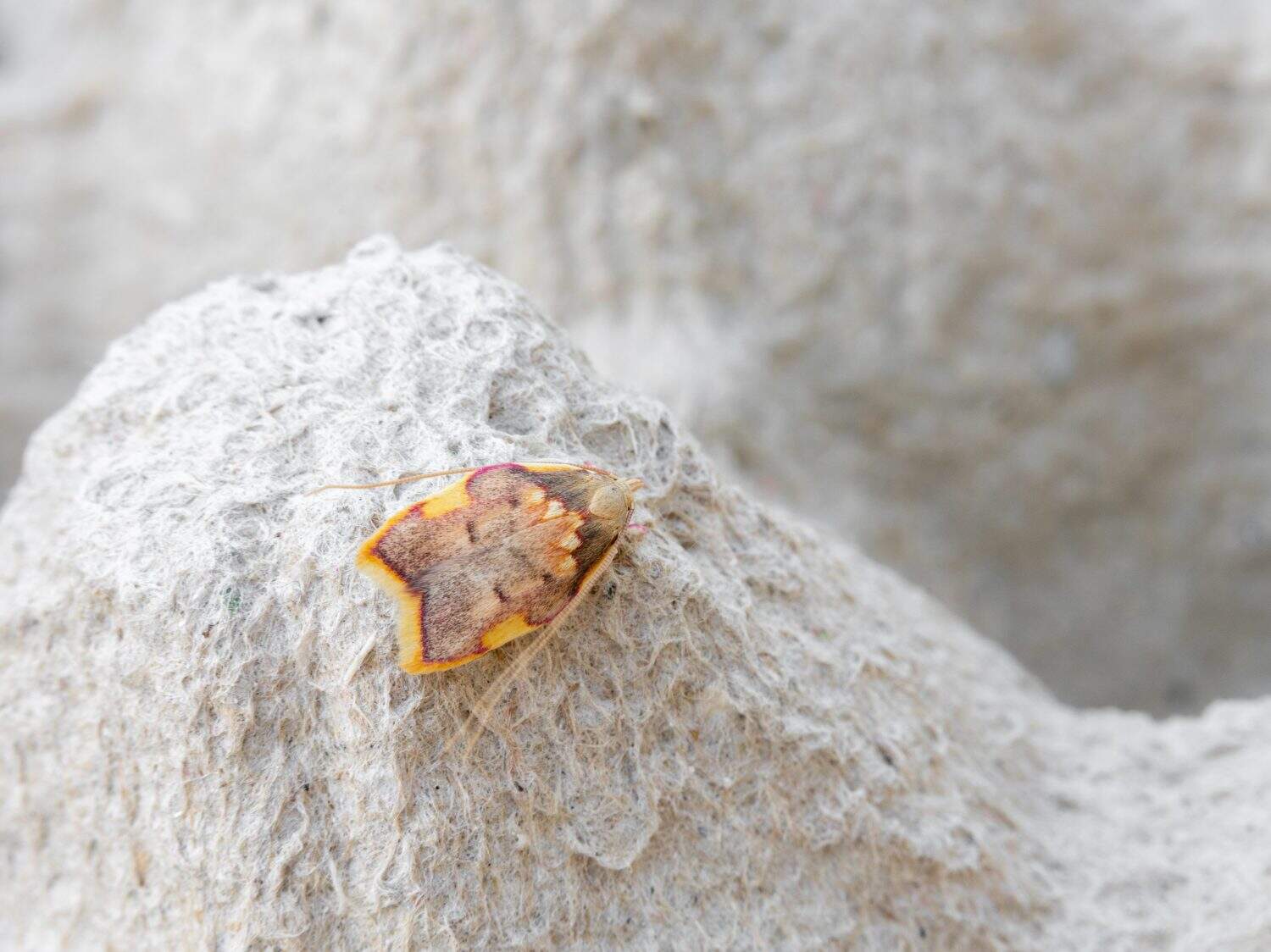 composition with Carcina quercana also known by names oak lantern, long-horned flat-body and oak-skeletonize moth, is a species of moth of the family Depressariidae