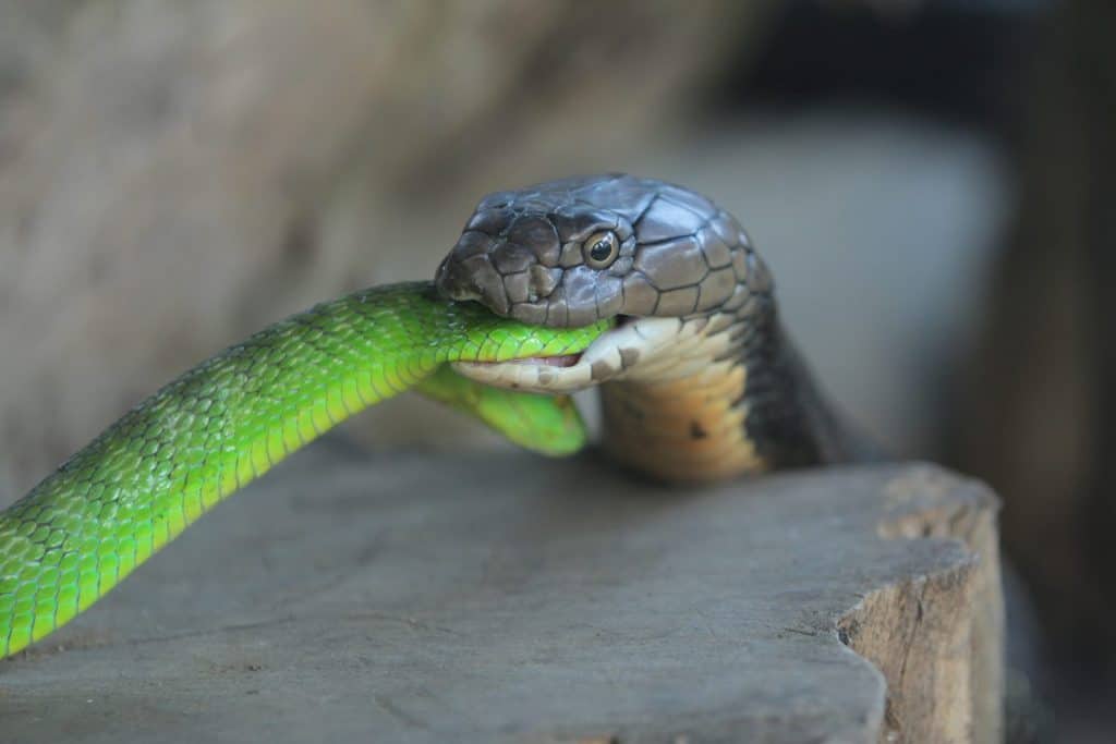 King Cobra eat venomous green viper