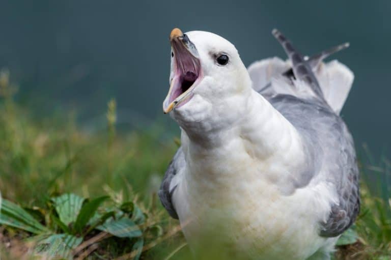 Fulmar with its Beak Wide Open