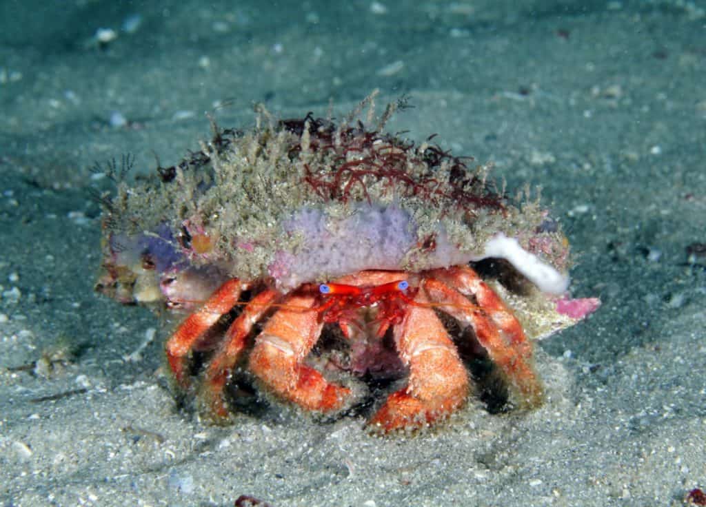 Is this hermit crab in Gray's Reef National Marine Sanctuary! The star-eyed hermit crab has pupils that look like starbursts upon close inspection.