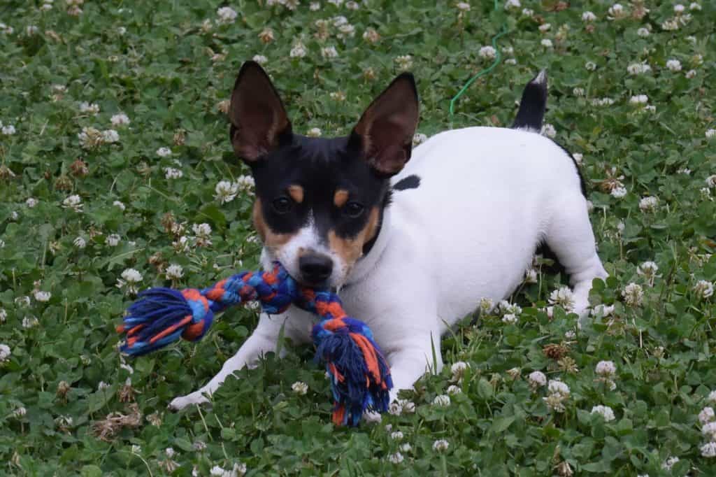 Happy Teddy Roosevelt Rat Terrier puppy playing on field of Clover