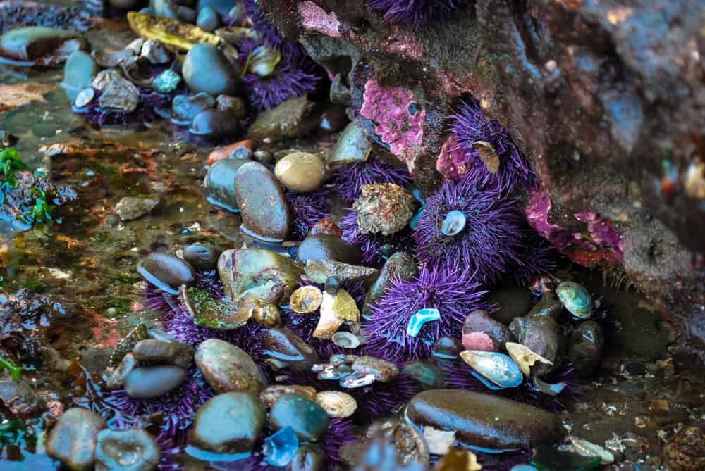 The tide pools in Olympic Coast National Marine Sanctuary teem with life.