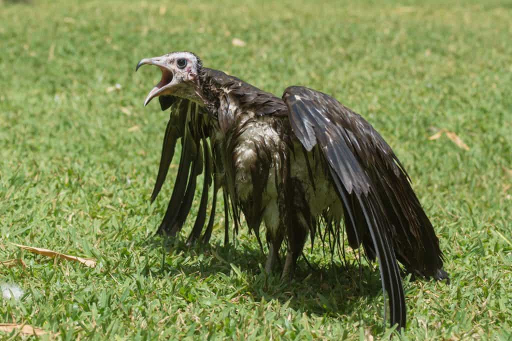 An extremely wet Hooded Vulture (Necrosyrtes manachus) with its mouth wide open