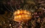 Bay scallop