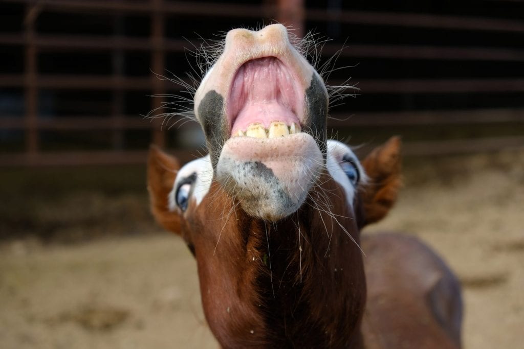Animal behavior shows foal horse using flehmen response closeup, curled up lip showing teeth.