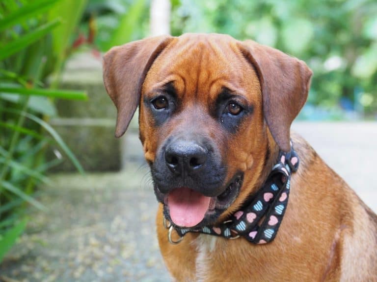 Boxweiler