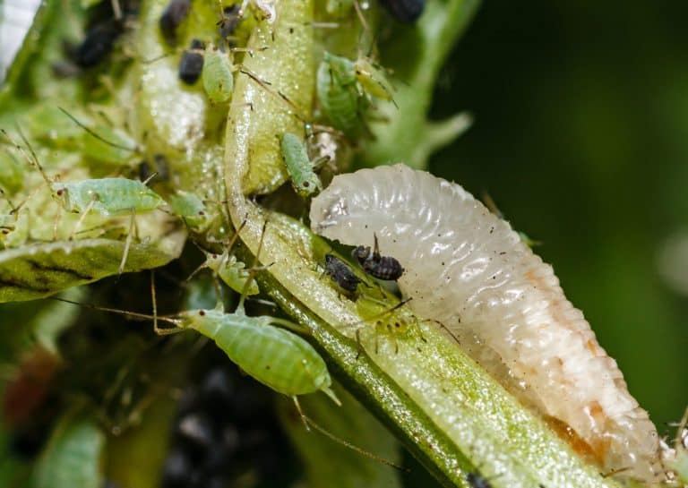 hoverfly larva with black bean and pea aphids on field bean plant