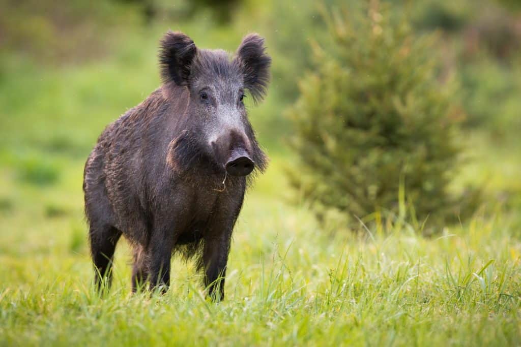 Wild boar, sus scrofa, standing on fresh grass in springtime nature. Mammal with black long fur observing on meadow in spring. Hairy brown pig with tusks looking on green field with copy space.
