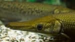 Spotted gar