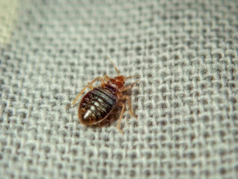 Bed bug crawling on the sheet. Household parasite. Close-up photo.