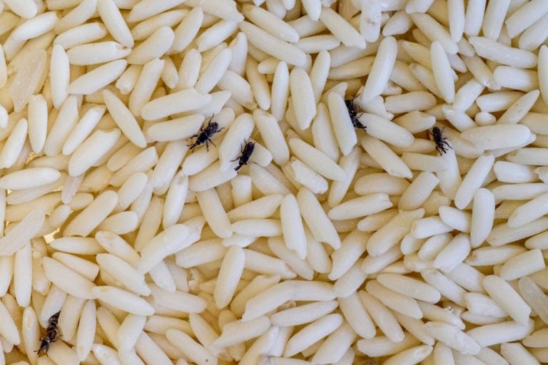 Weevils on grains of rice