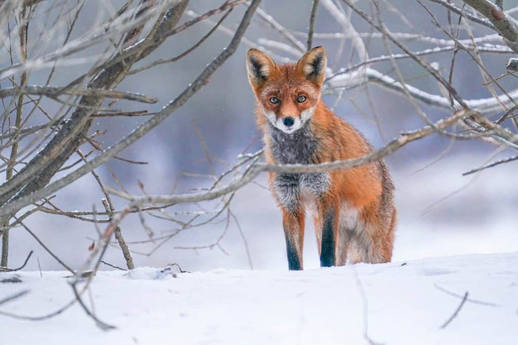 Red Fox, Vulpes vulpes, in Winter