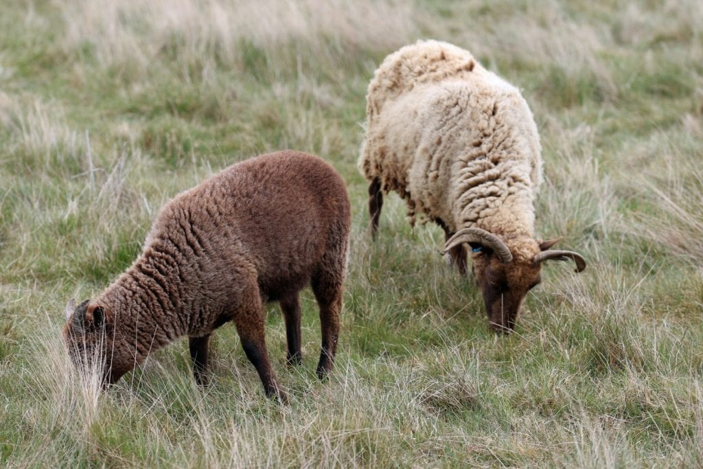 Manx Loaghtan ewe rare breed sheep with dark brown head, legs, lighter brown coat, curled horns with a dark brown lamb grazing on a rough grass field.