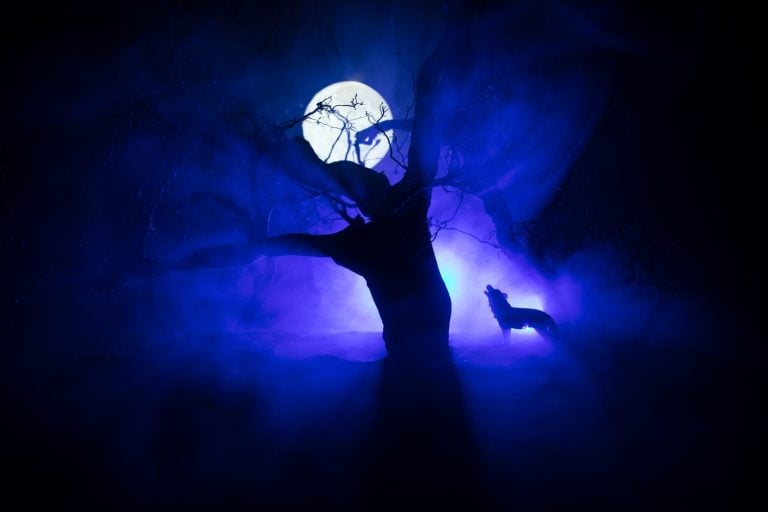 Silhouette of howling wolf against dead forest skyline and full moon. Creative artwork decoration. Selective focus