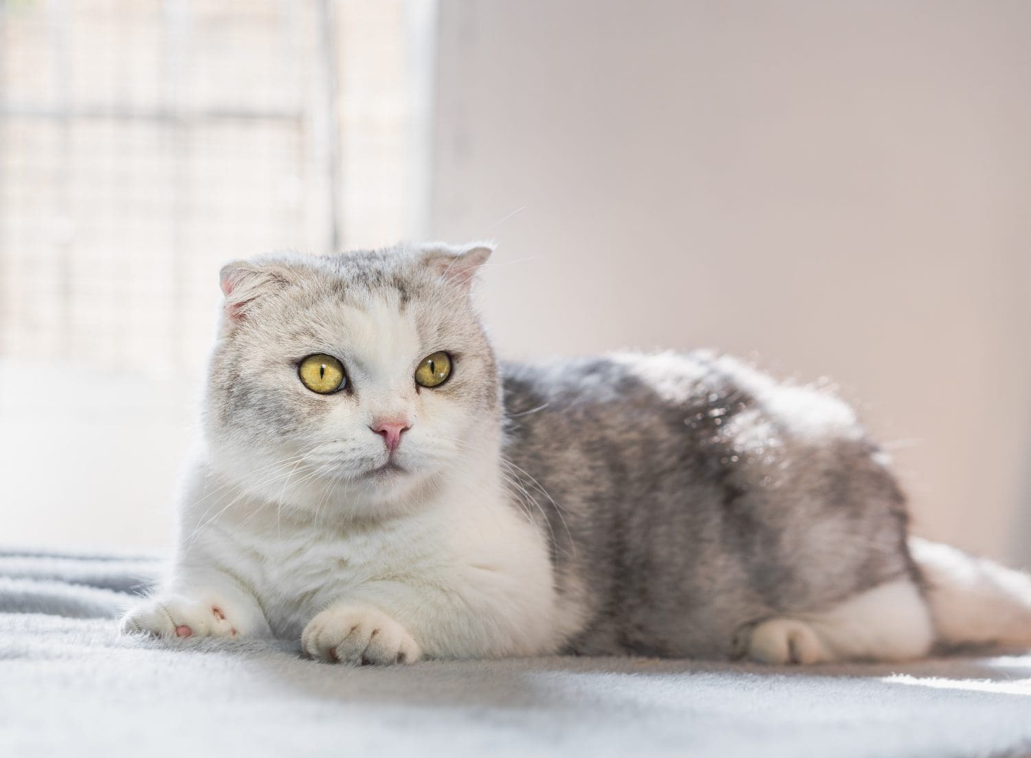 Cute short-legged cat lying on the table