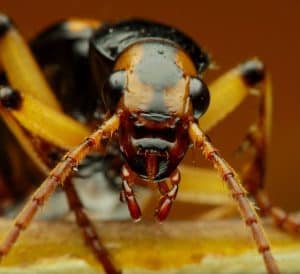 the Brachininae face close up