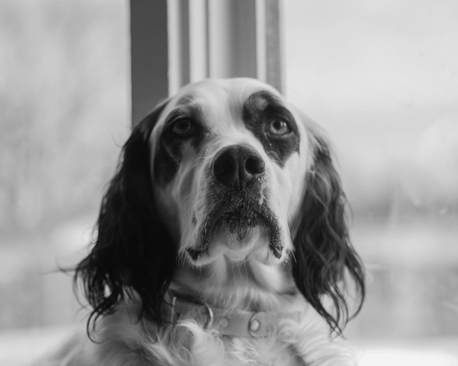 llewellyn setter, in black and white