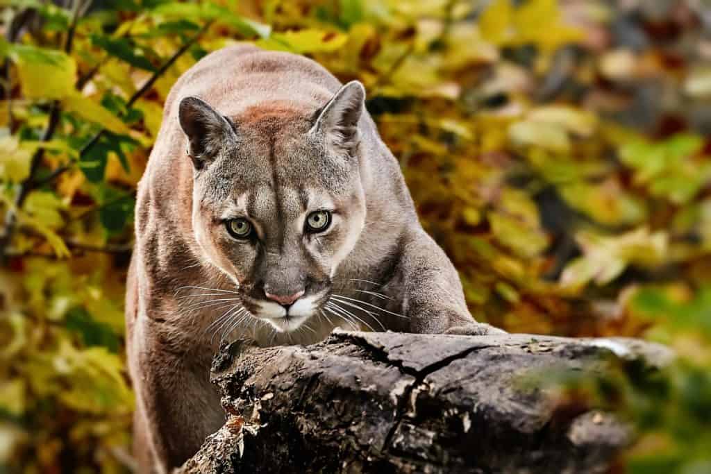 Portrait of Beautiful Puma in autumn forest. American cougar - mountain lion, striking pose, scene in the woods, wildlife America.