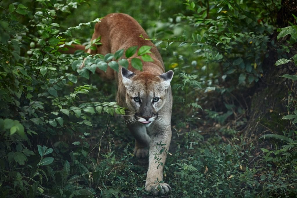 Portrait of Beautiful Puma. Cougar, mountain lion, puma, panther, striking pose, scene in the woods, wildlife America.