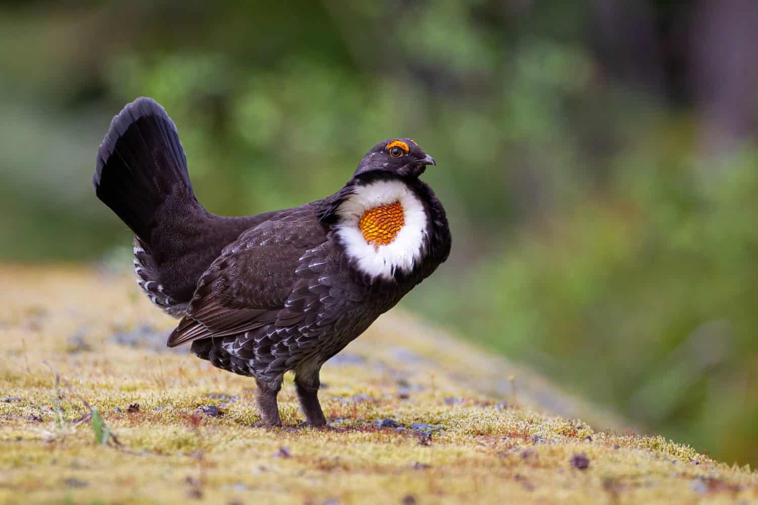 Sooty Grouse taken in Whistler, BC, Canada
